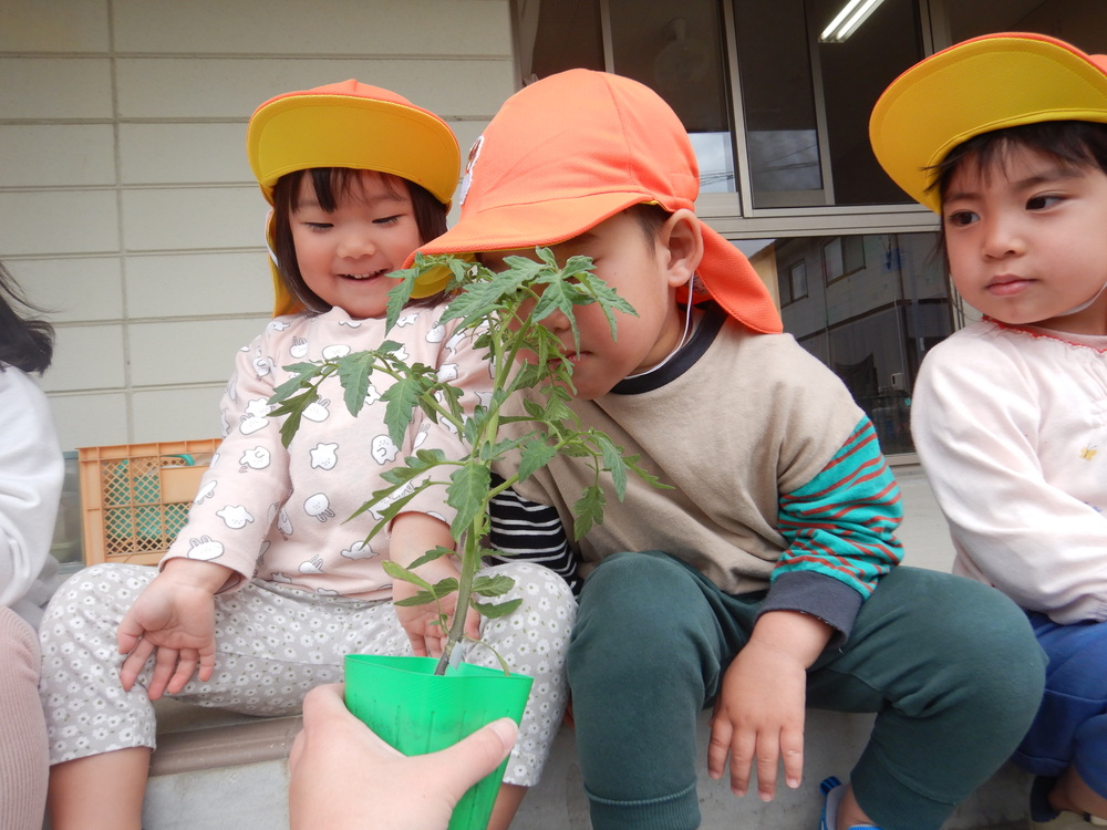 野菜の苗を植える子ども (3)