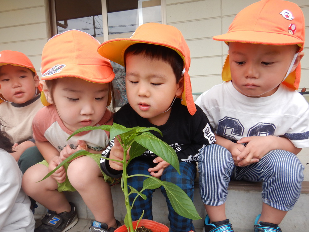 野菜の苗を植える子ども (4)