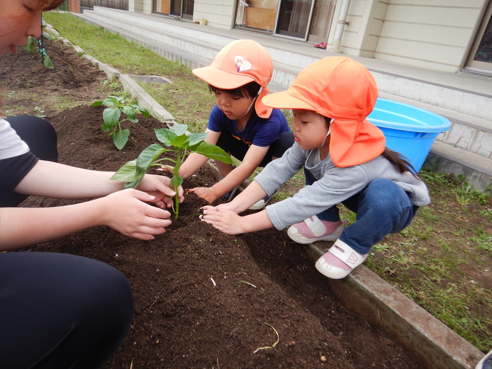 野菜の苗を植える子ども (5)