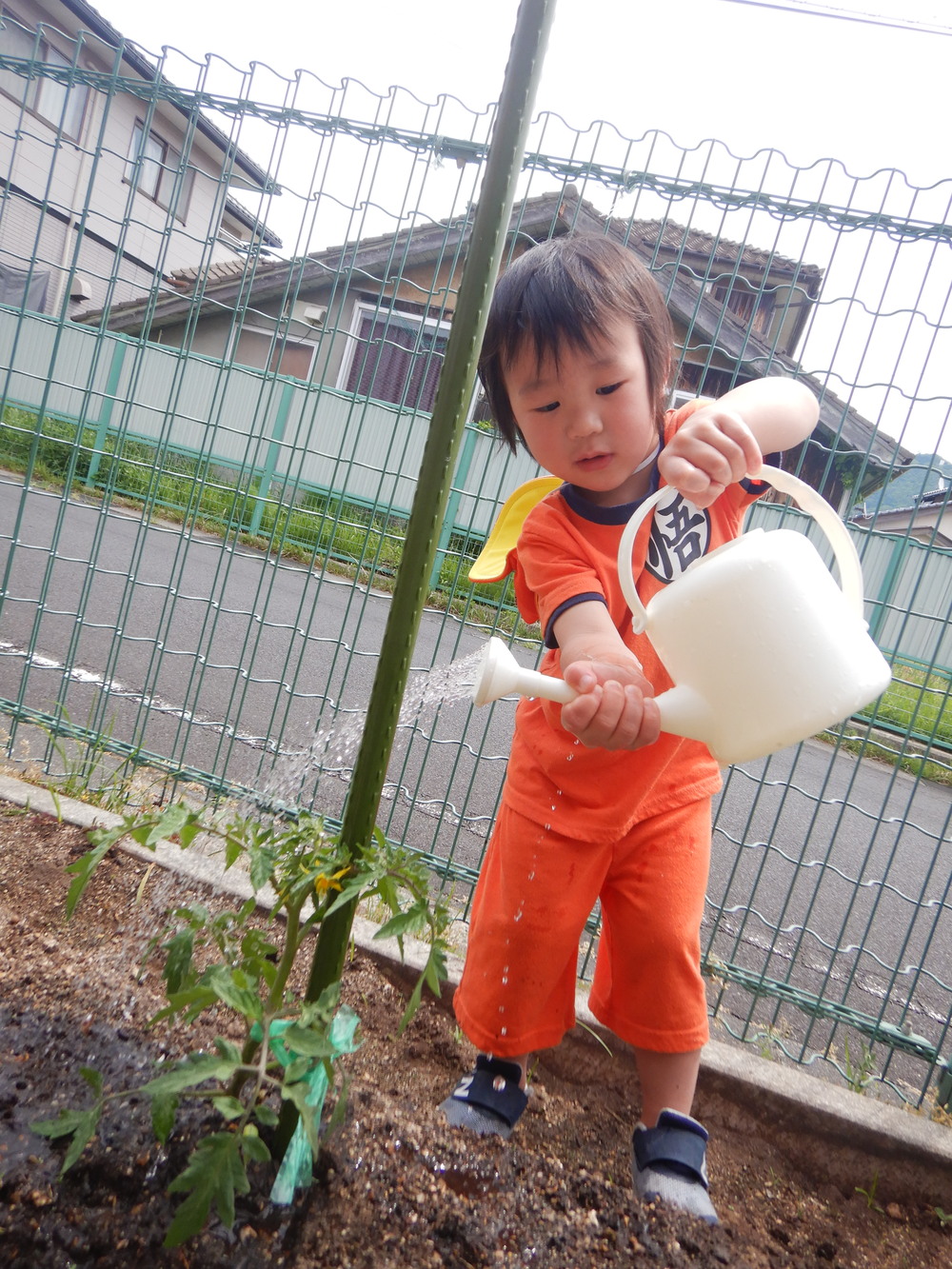野菜の水やりをする子ども (4)