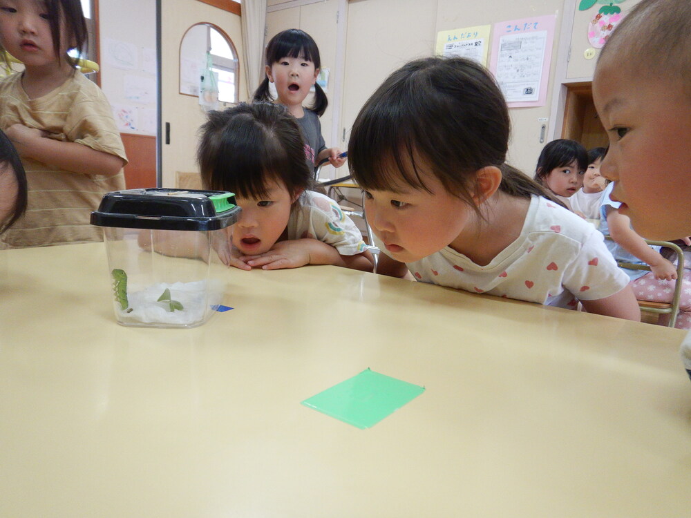 アゲハ蝶を見る子ども (2)