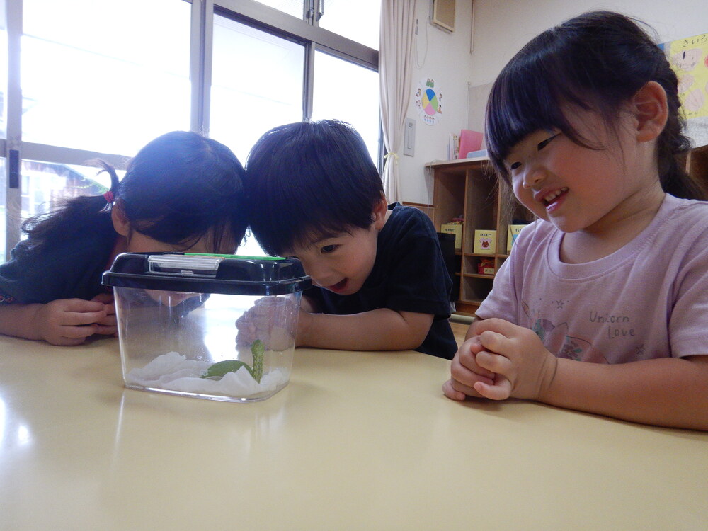 アゲハ蝶を見る子ども (3)