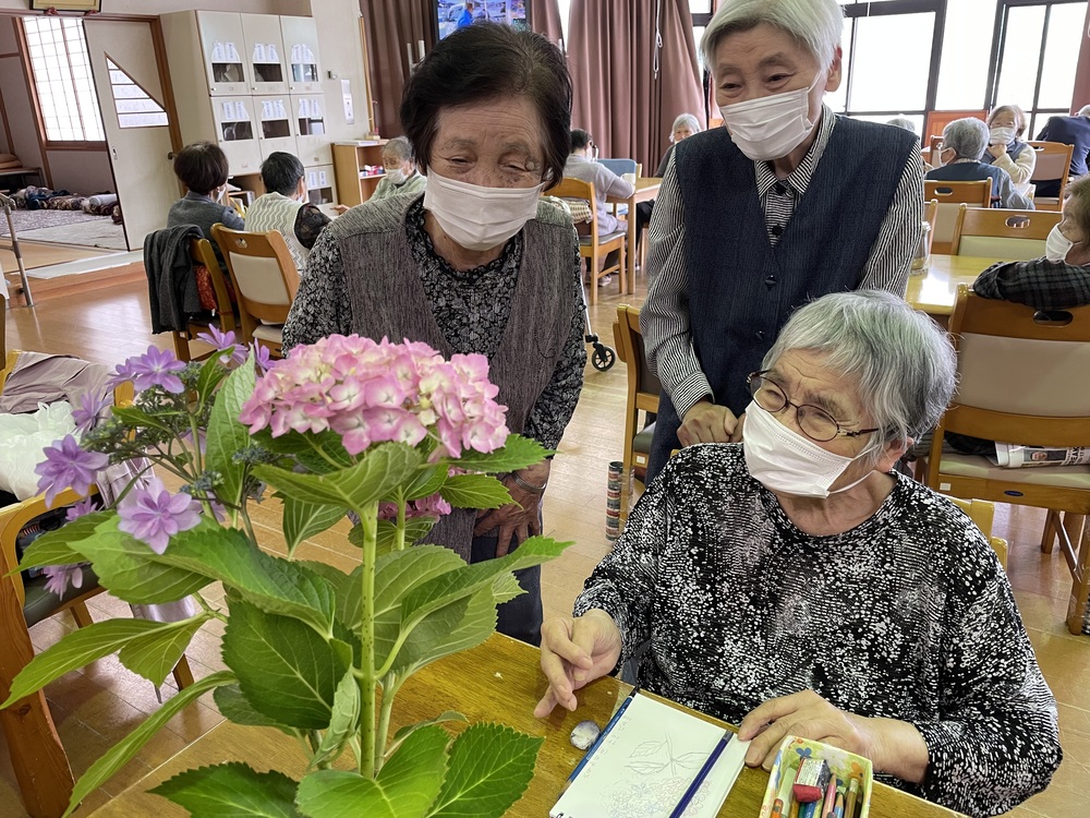 紫陽花