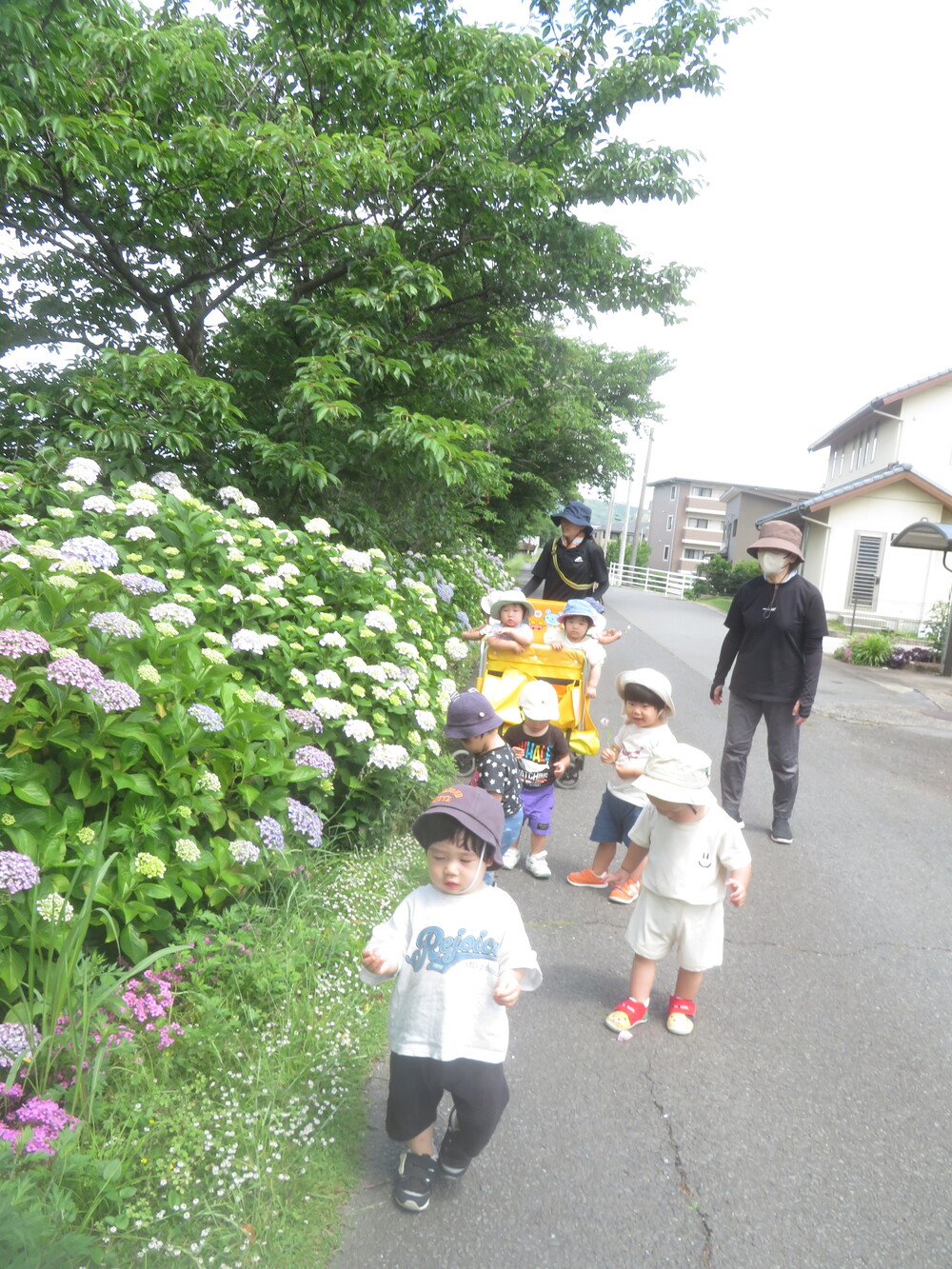 あじさいロード (6)
