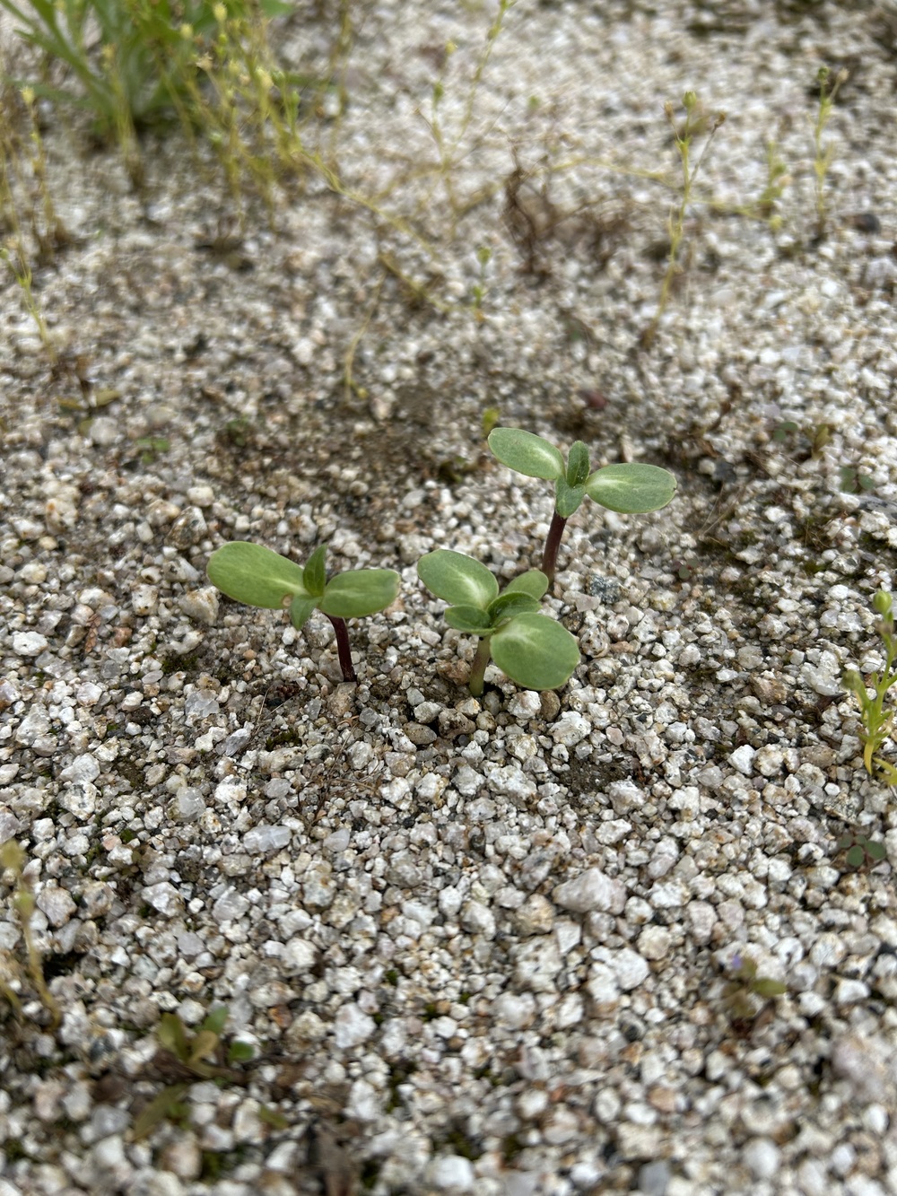 ひまわりの芽