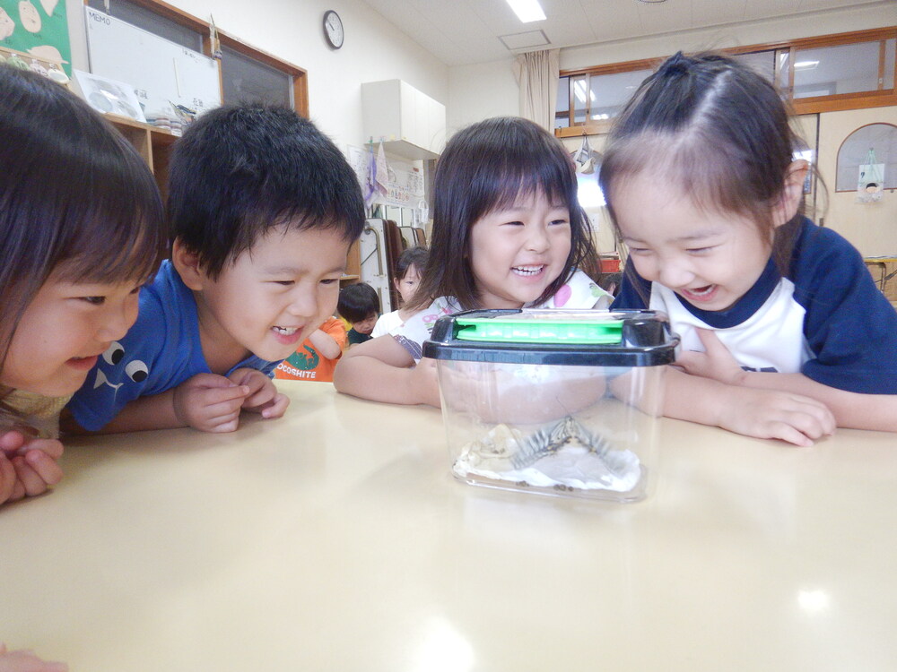 ナミアゲハを見る子ども (3)
