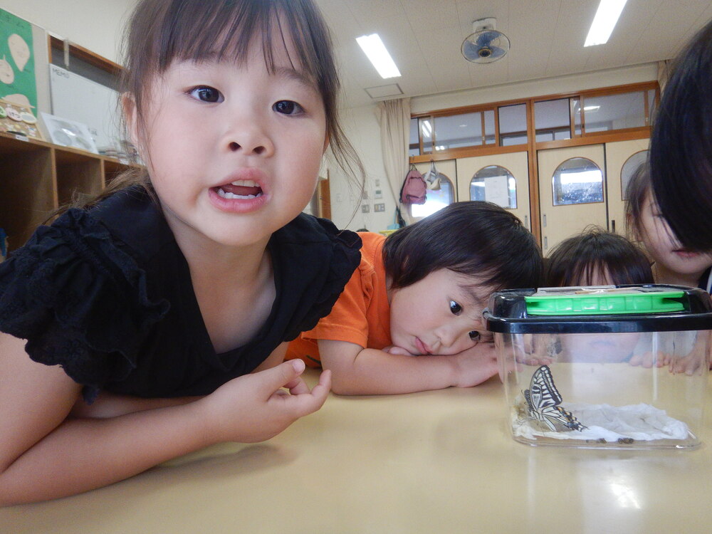 ナミアゲハを見る子ども (4)