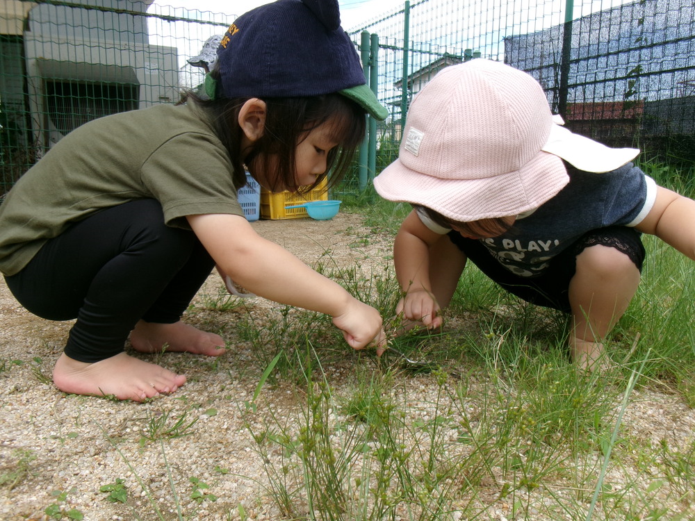 虫探し