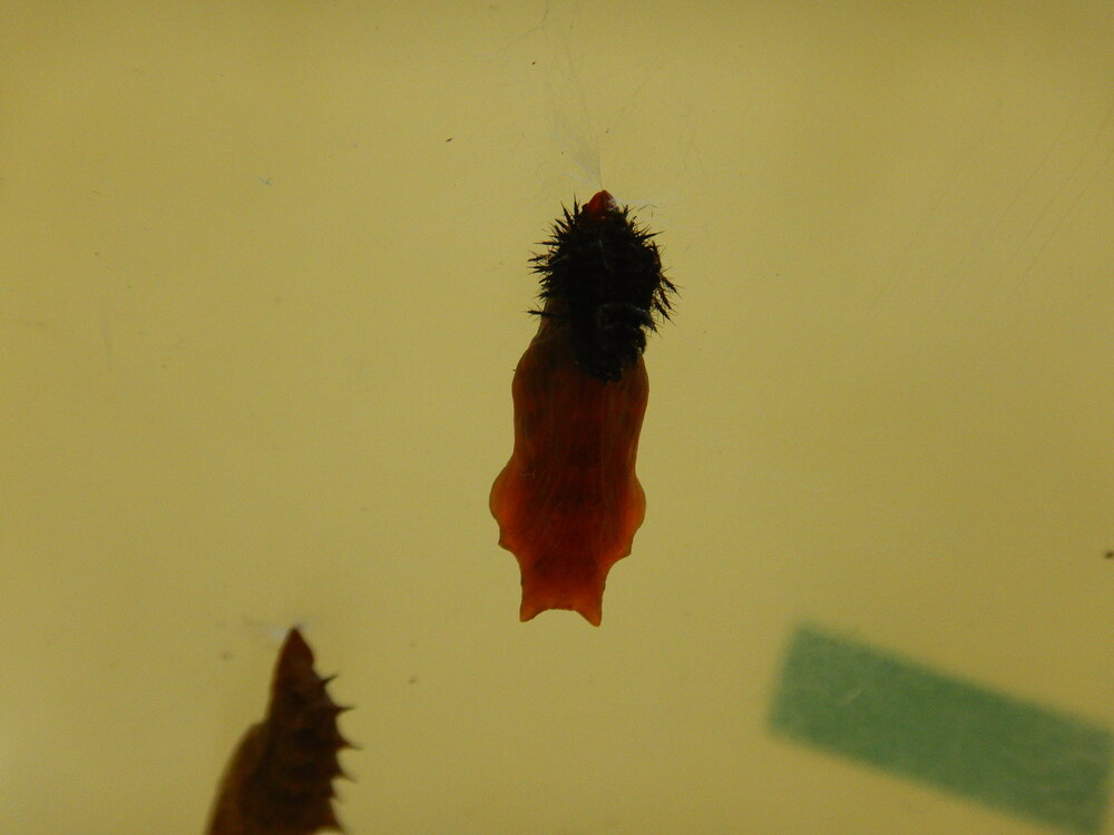 ツマグロヒョウモン (1)