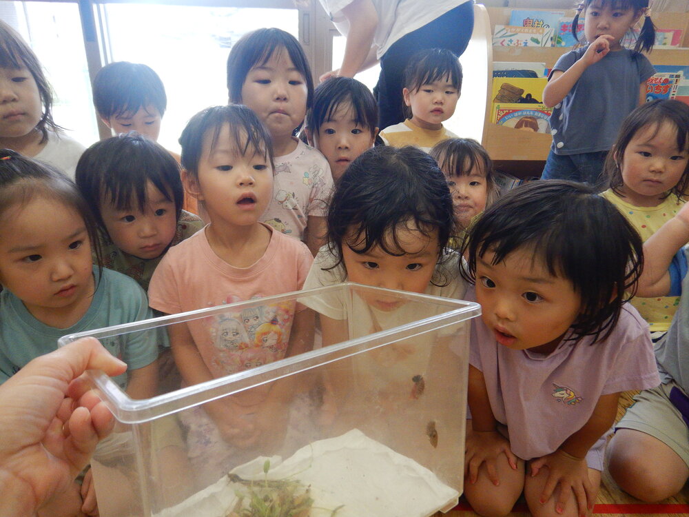 ツマグロヒョウモン (2)