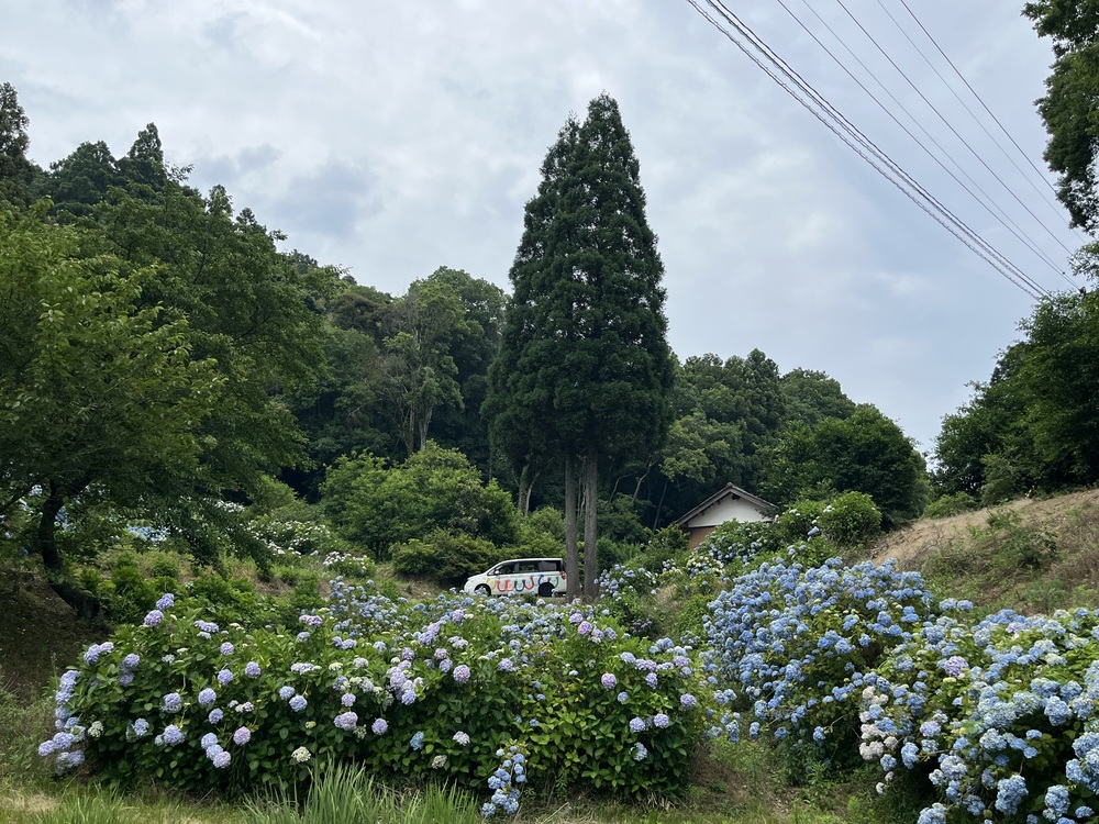 あじさいはどうですか