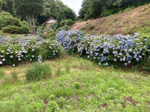 紫陽花