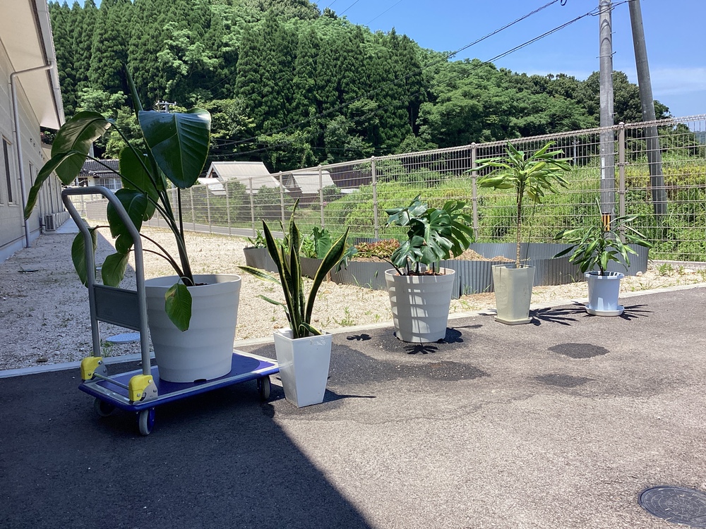 観葉植物日光浴