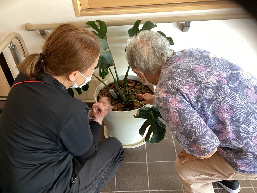 観葉植物新芽