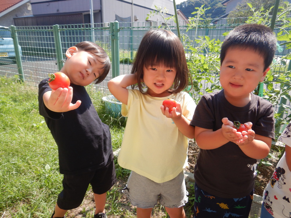トマトの収穫 (4)