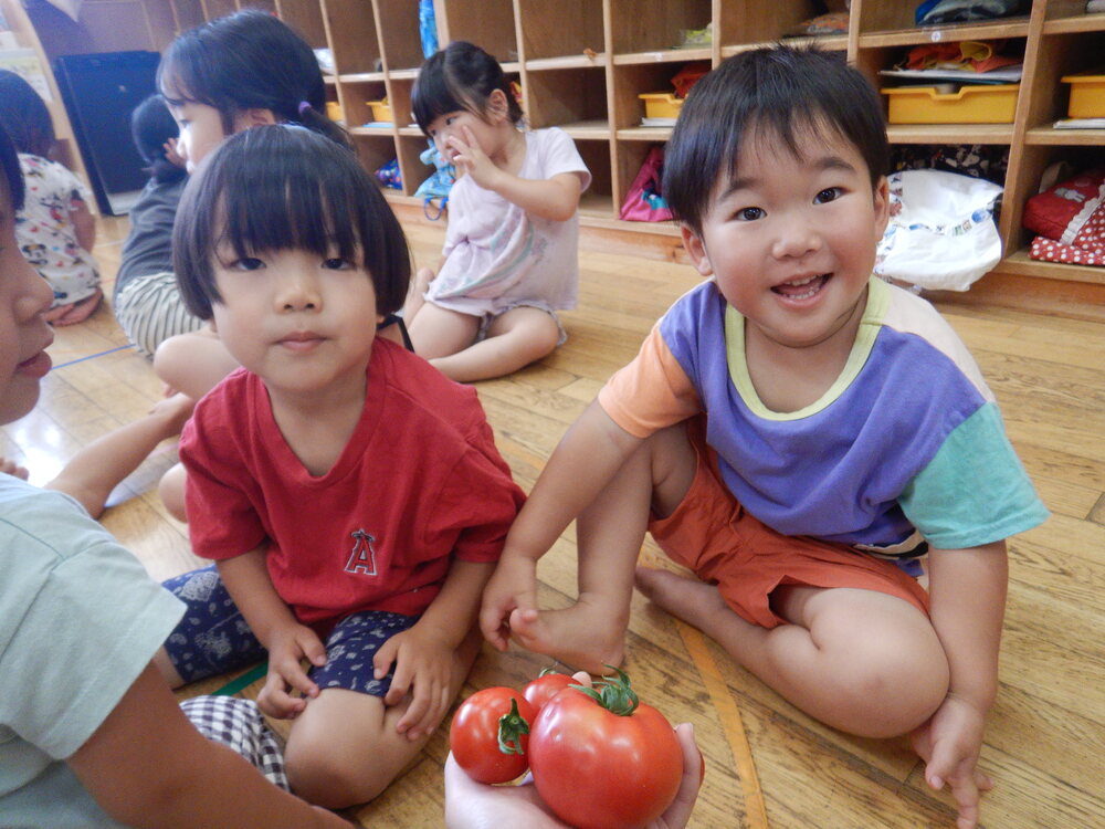 トマトの収穫 (5)