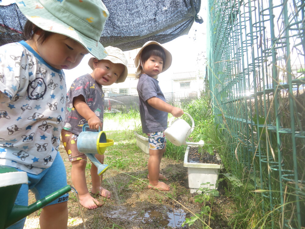 水やりの様子