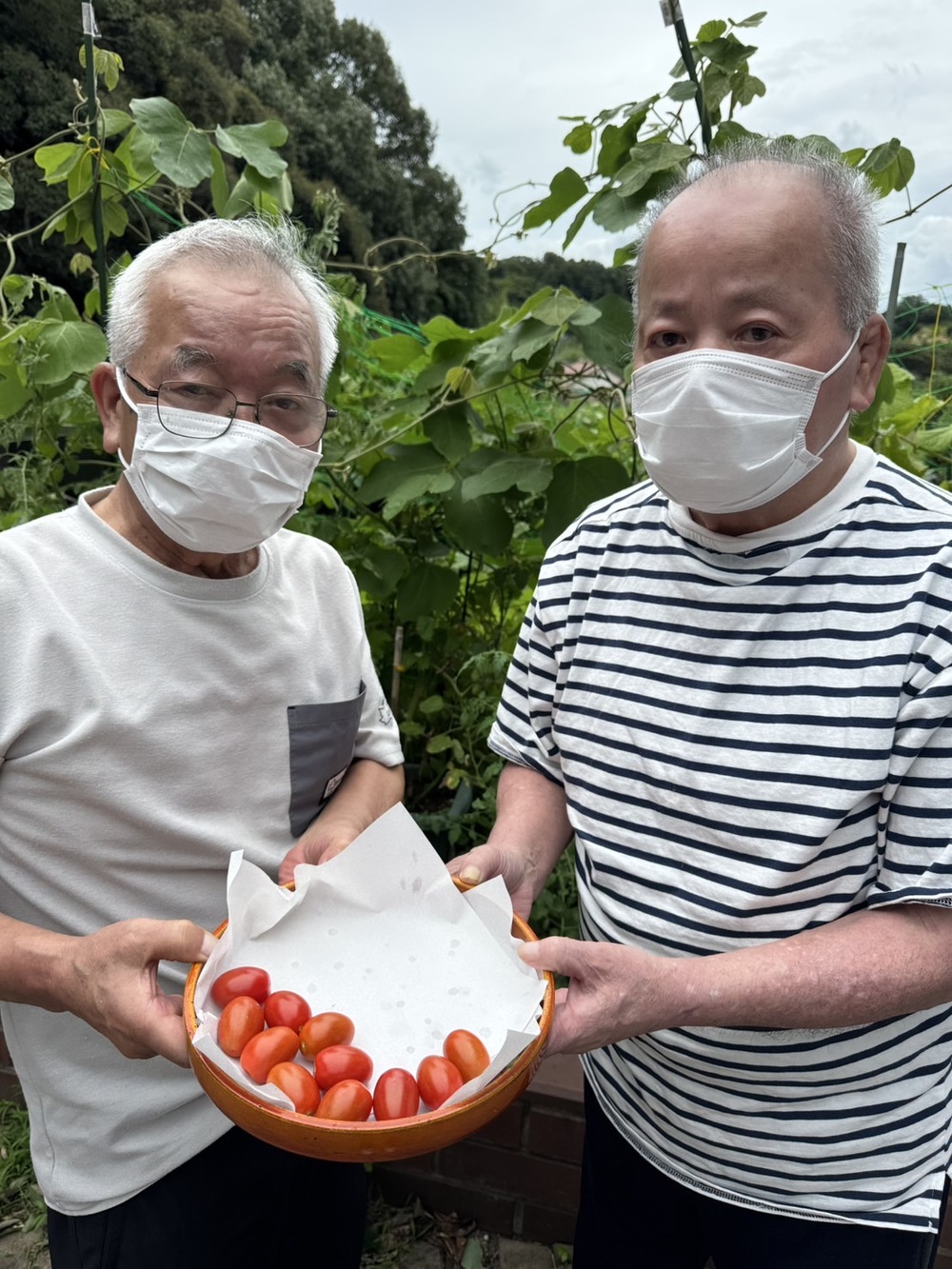 トマト狩り