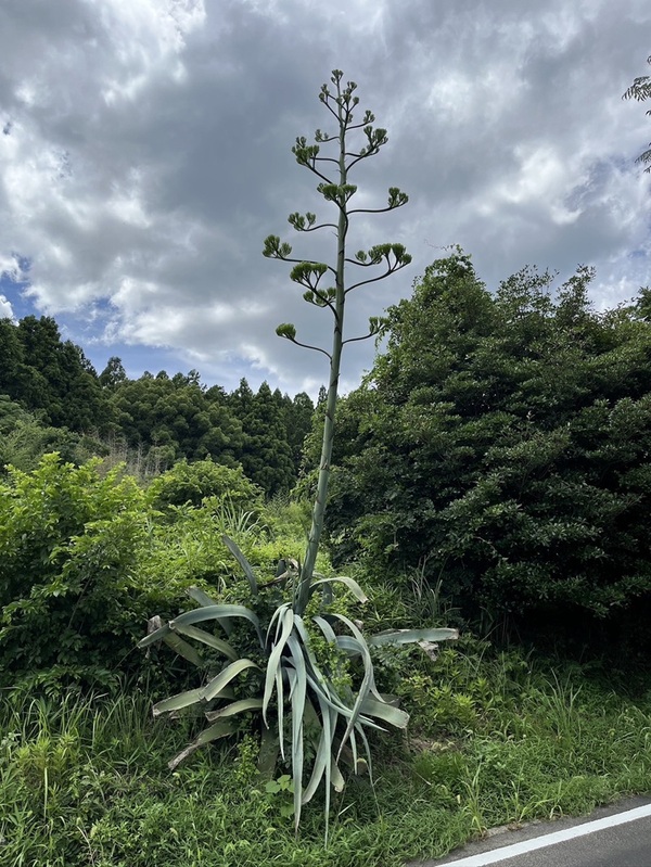 花1