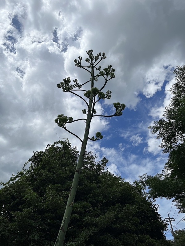 花2