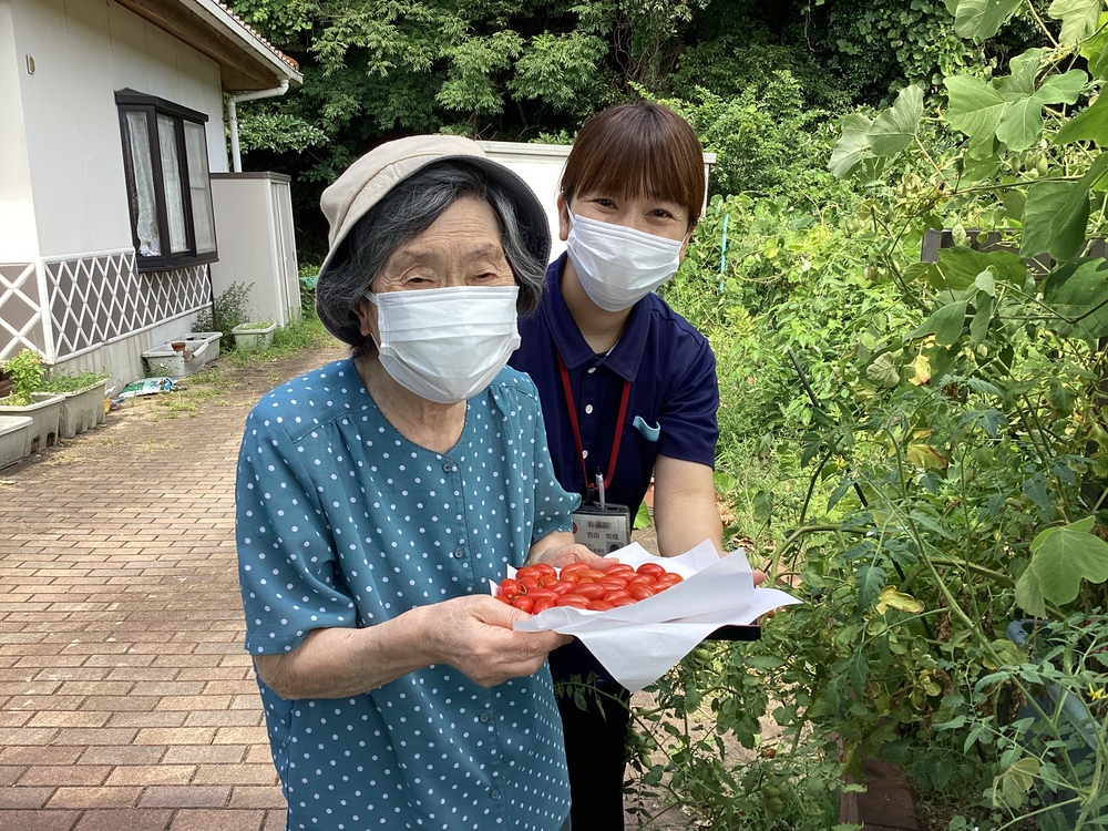 トマト狩り