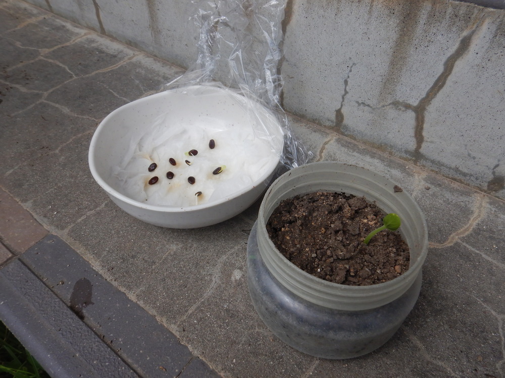 スイカの種植え (3)