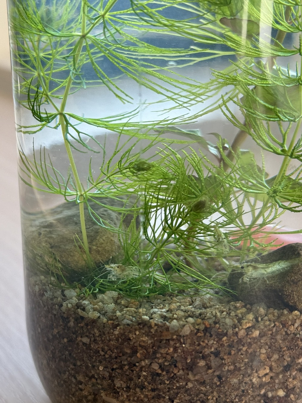 アクアリウム