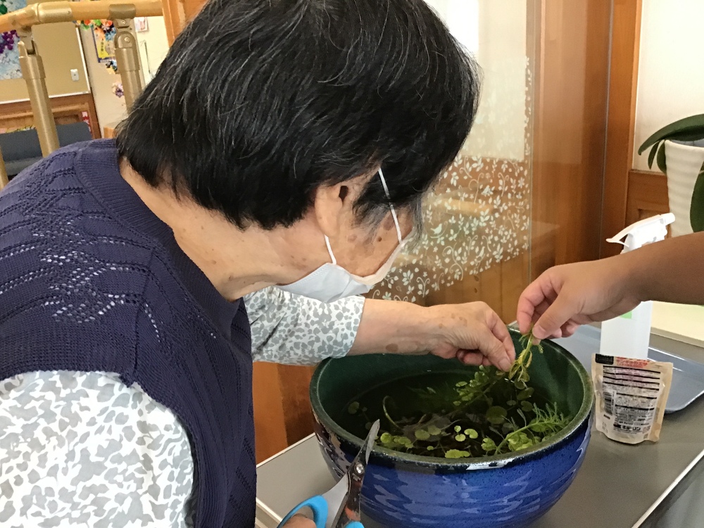 メダカ