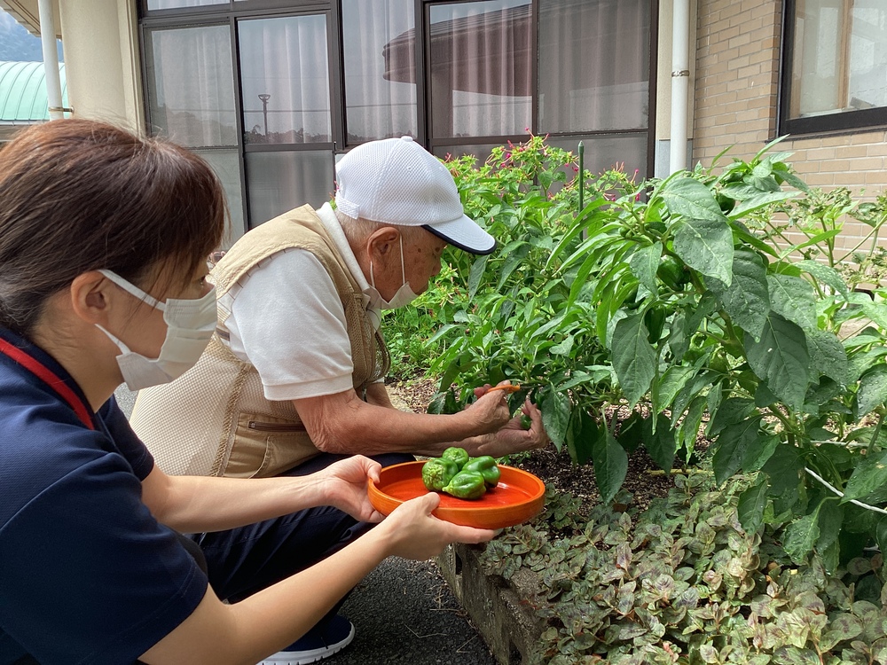 収穫