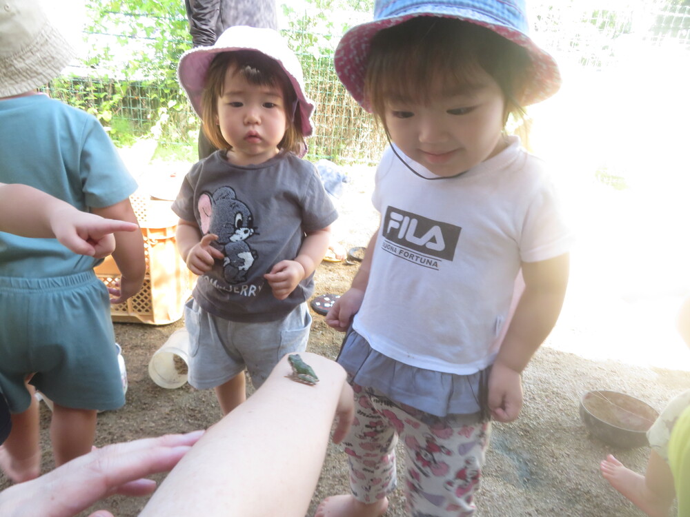 かえるさんとせんたくもの (5)