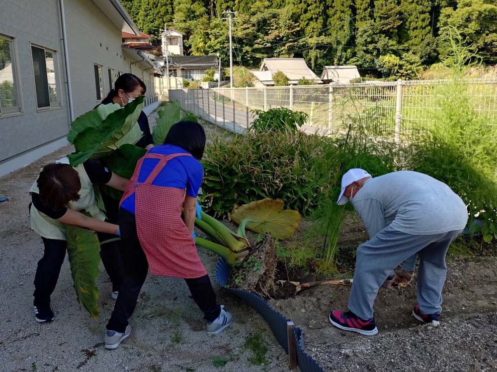 里芋収穫2