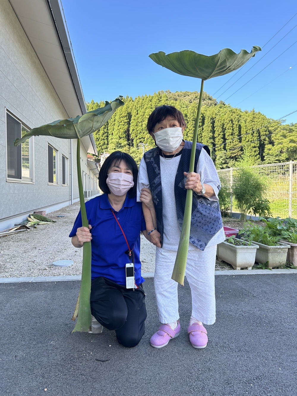 里芋の葉
