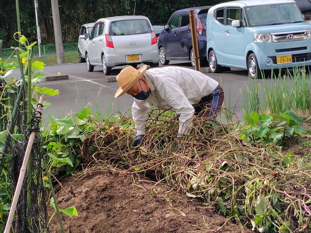 芋掘り