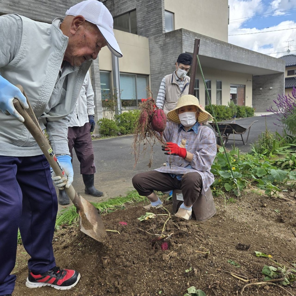 芋掘り