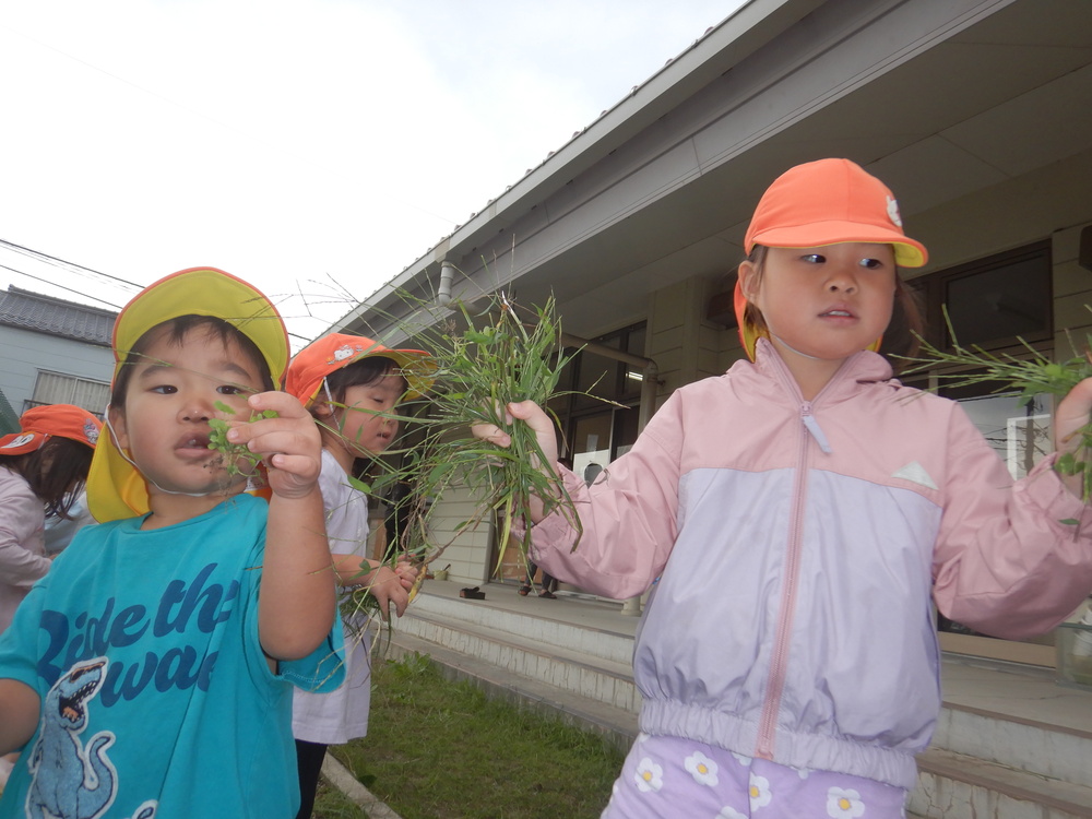 草抜きをする子ども (2)