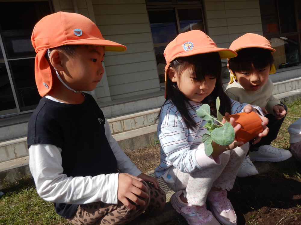 苗を埋める様子