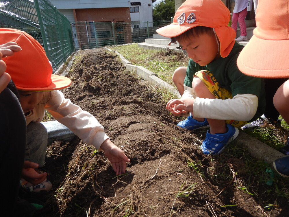 種を蒔く様子