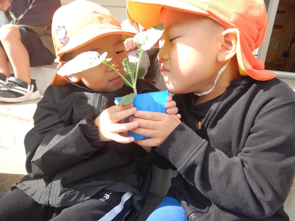 冬野菜を植える (1)