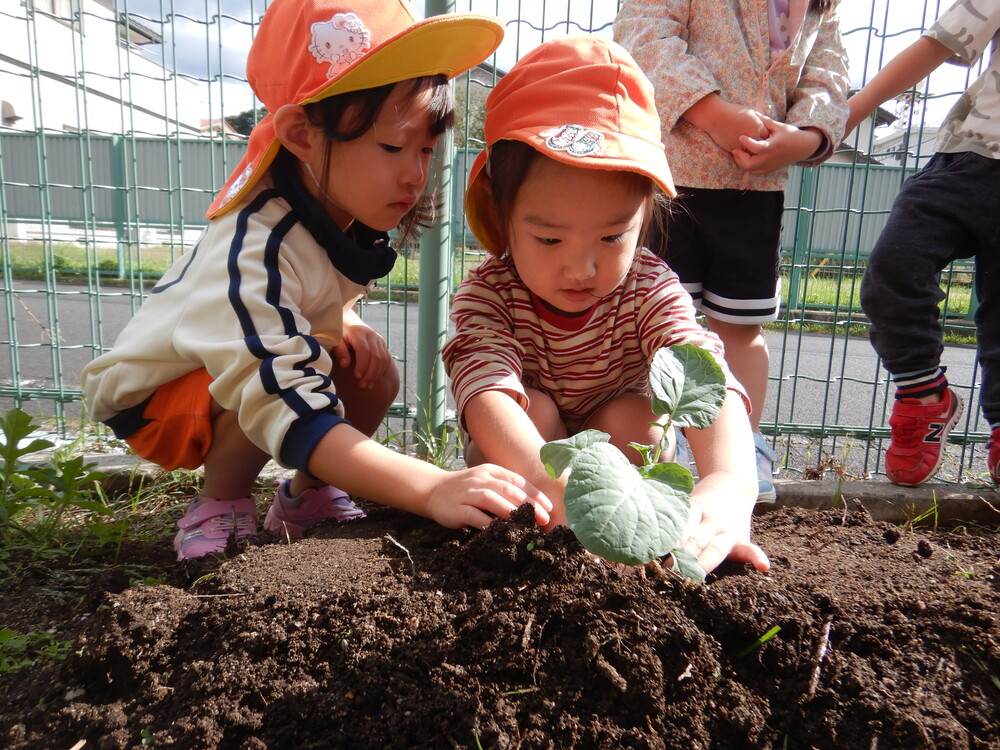 冬野菜を植える (2)