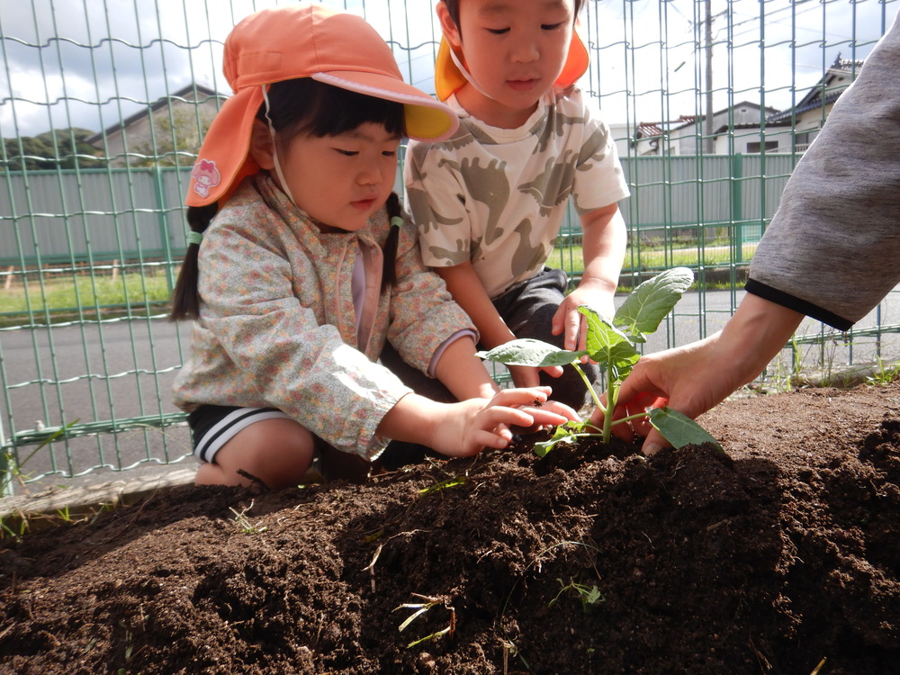 冬野菜を植える (3)