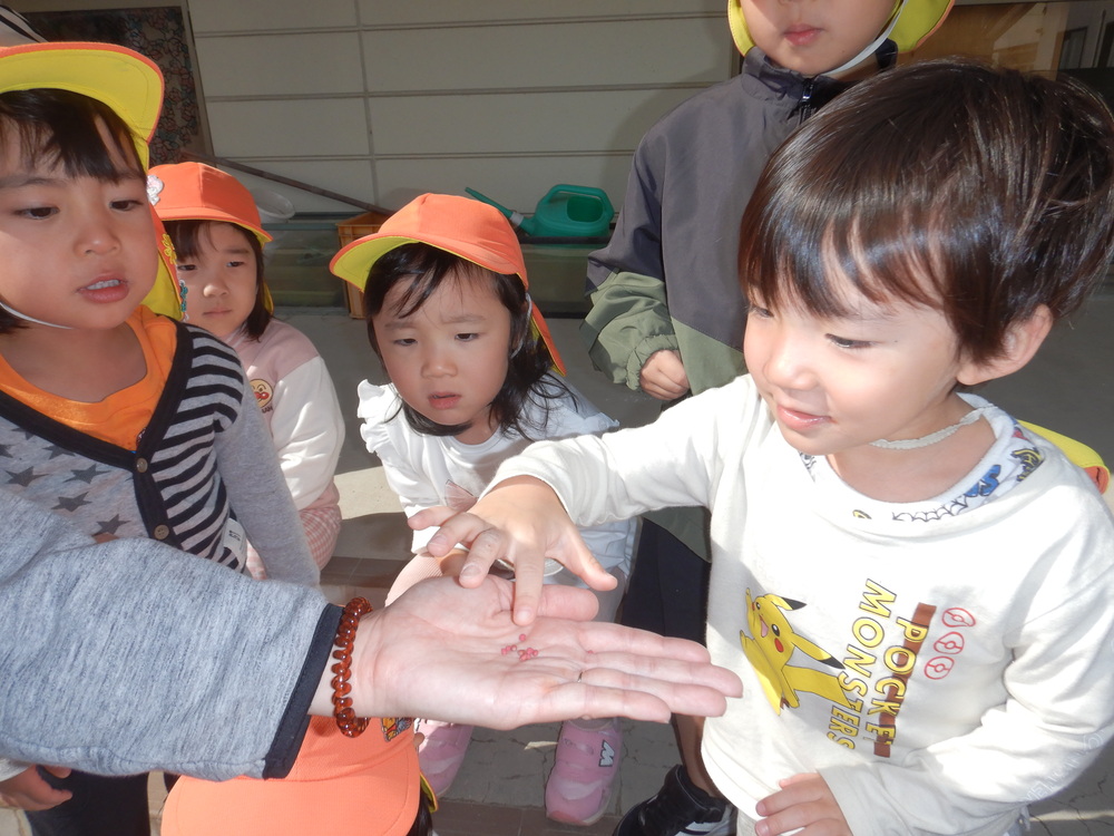 冬野菜を植える (4)