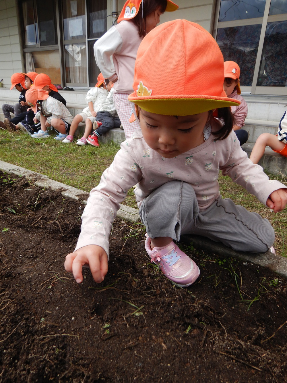 冬野菜を植える (5)