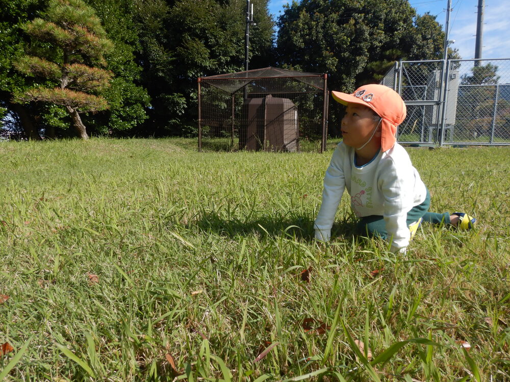 ムシを捕まえようとする様子