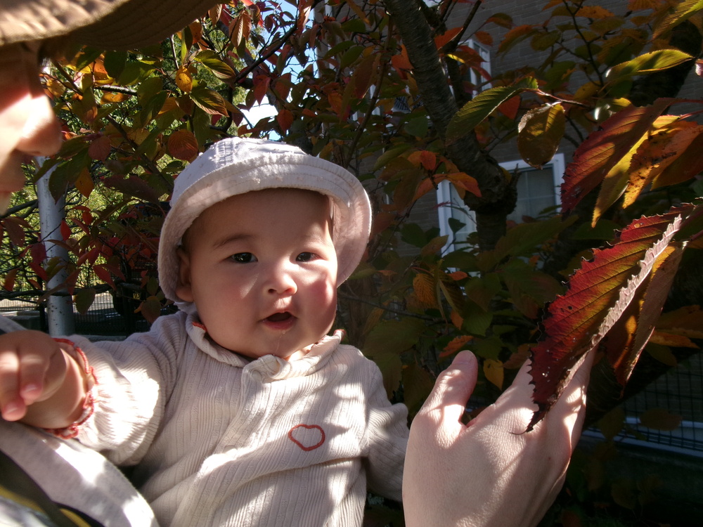 葉っぱを触っている