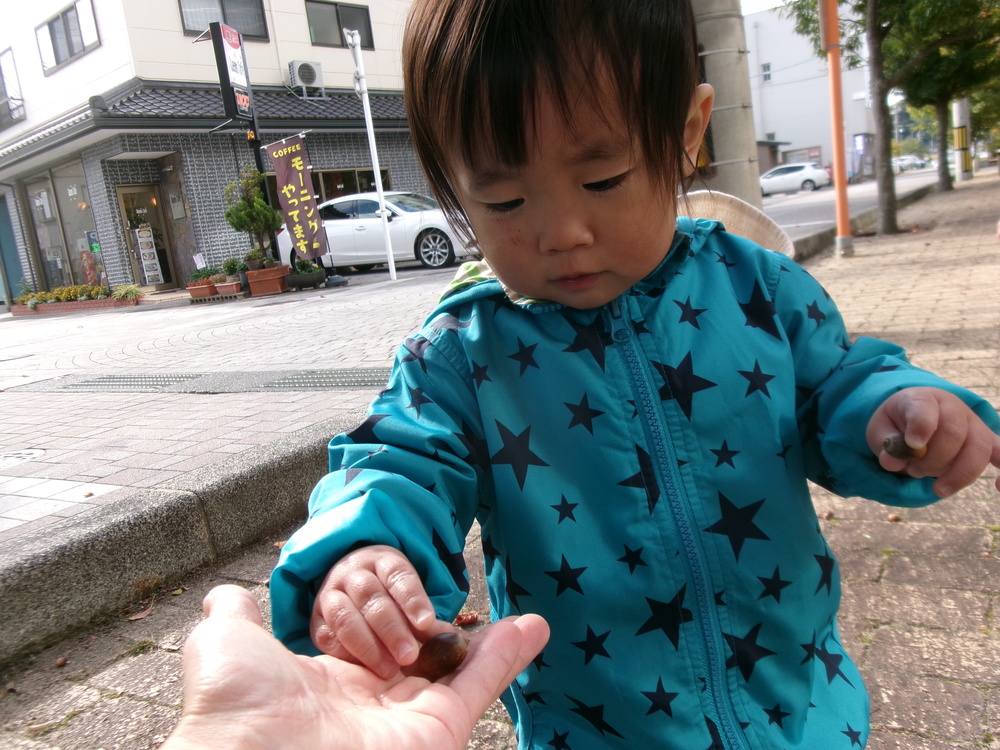 どんぐりを拾っている