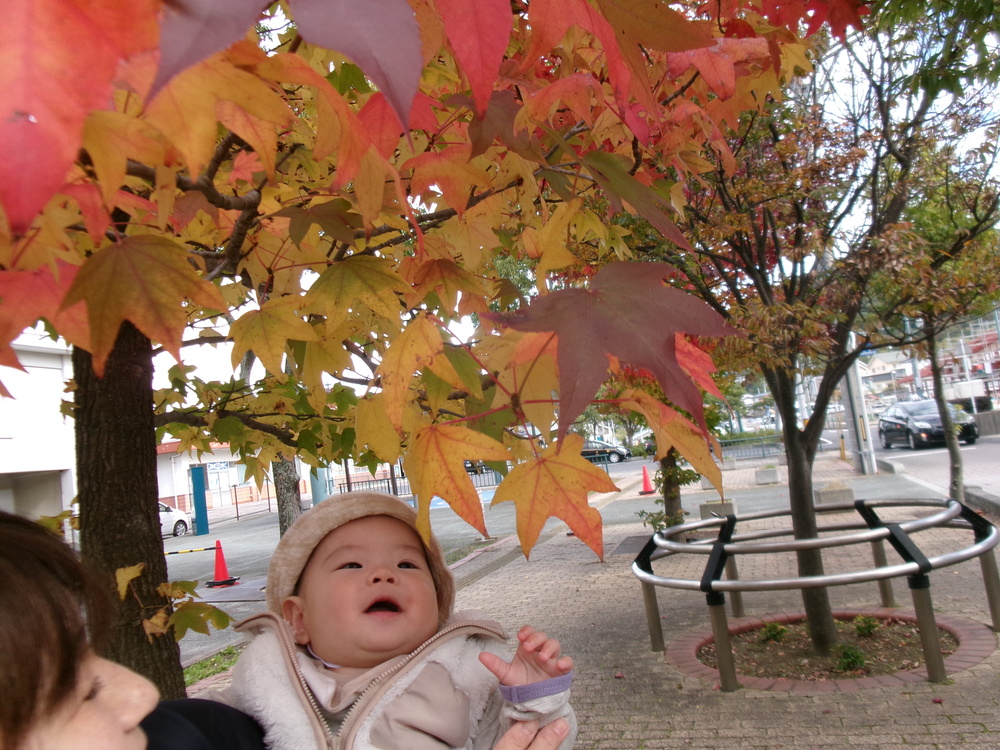 葉っぱを掴もうとしている