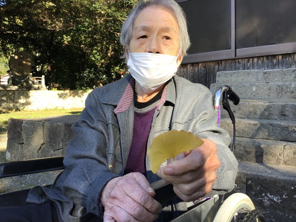 いのちょうの葉を拾いました