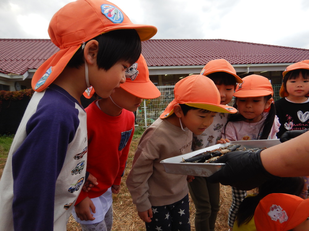 サンマを見ている様子