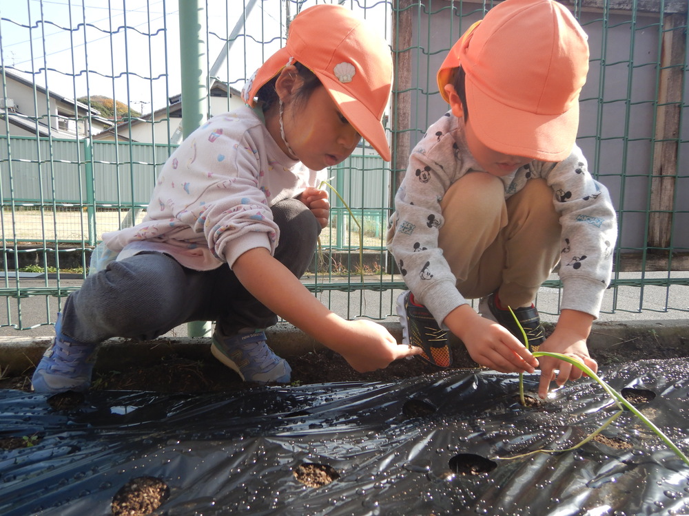 苗を植えている様子１