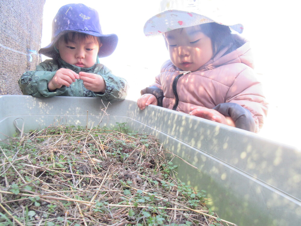 園庭で遊んでいる